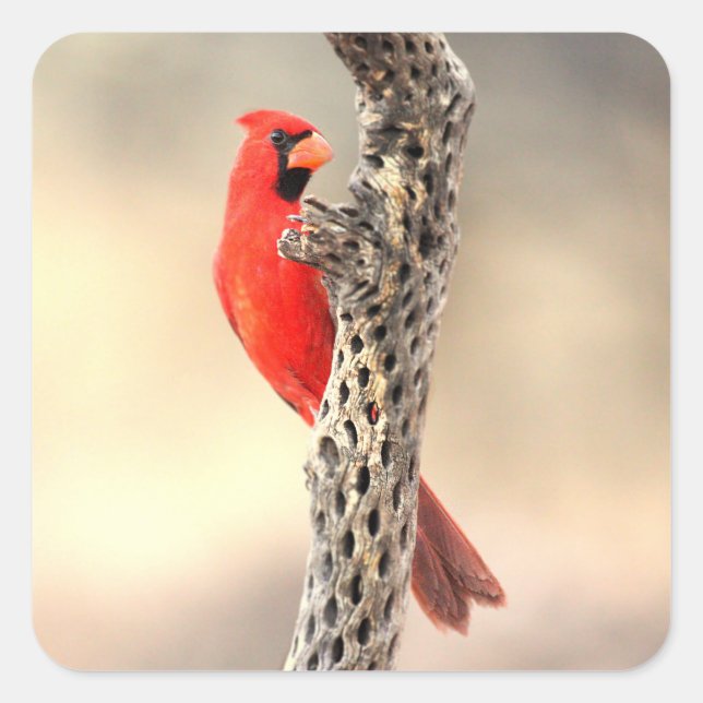 Adesivo Quadrado Cardeal com costela cola (Frente)