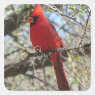 Adesivo Quadrado Cardinal