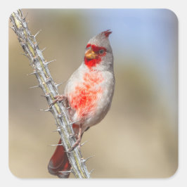Adesivo Quadrado Cardinal do Deserto