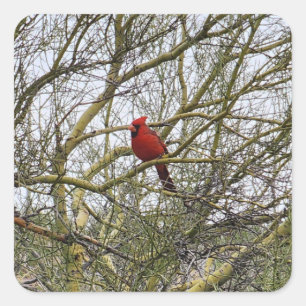 Adesivo Quadrado Cardinal Stickers