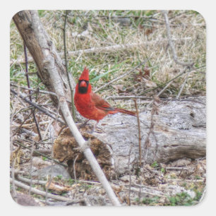 Adesivo Quadrado Cardinal Vibrante