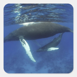 Adesivo Quadrado Caribe, arquipélago de maiores Antilhas,