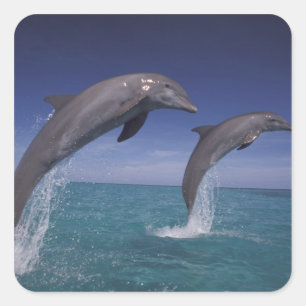 Adesivo Quadrado Caribenho, golfinhos-nariz-de-garrafa Tursiops