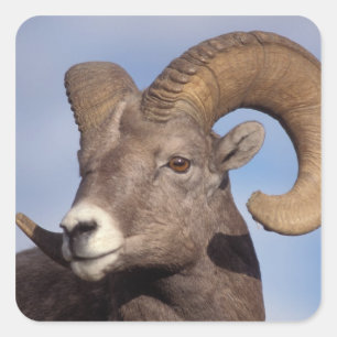 Adesivo Quadrado carneiro bighorn, carneiro das montanhas, Ovis can