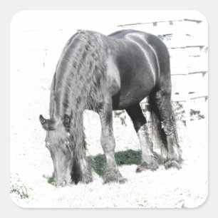 Adesivo Quadrado Carneiro Frísia Natureza Animal Negro Branco