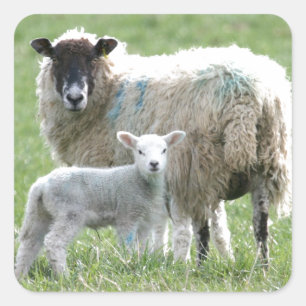 Adesivo Quadrado Carneiros com seu cordeiro