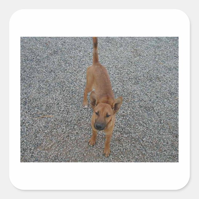 Adesivo Quadrado Carolina cheio cão.png (Frente)