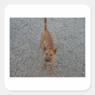 Adesivo Quadrado Carolina cheio cão.png