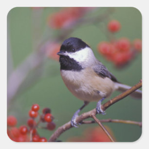 Adesivo Quadrado Carolina Chickadee