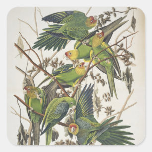 Adesivo Quadrado Carolina Parakeet, de 'Birds of America', 1829