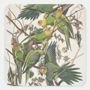 Adesivo Quadrado Carolina Parakeet, de 'Birds of America', 1829