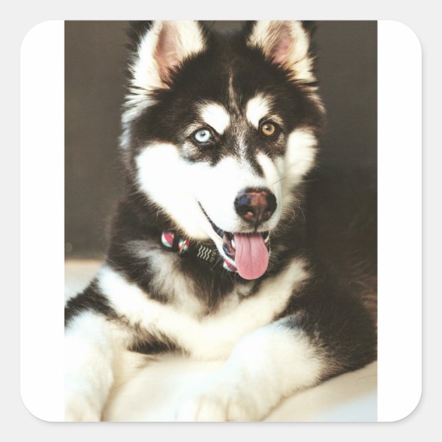 Adesivo Quadrado Cartão-postal de fotografia de um cão de estimação (Frente)