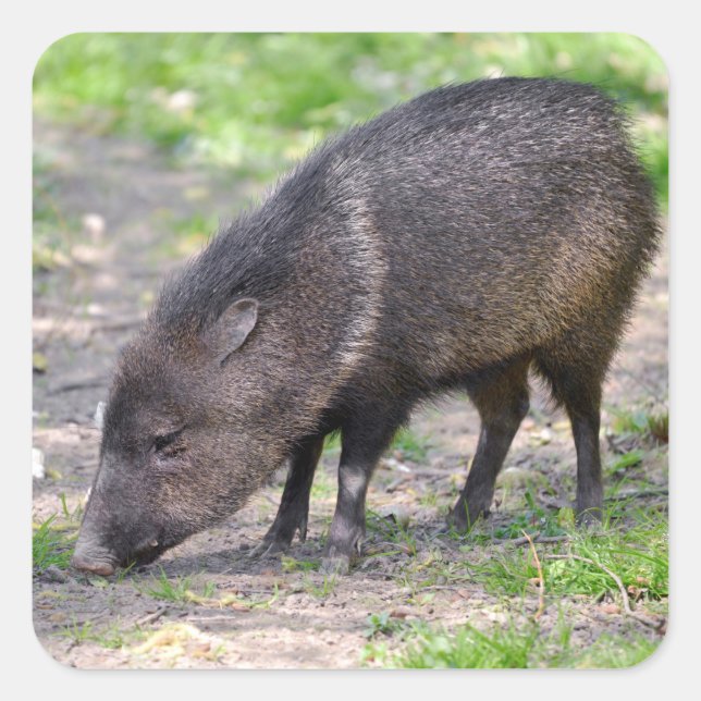 Adesivo Quadrado Cartão-postal metálico com Peccary colado (Frente)