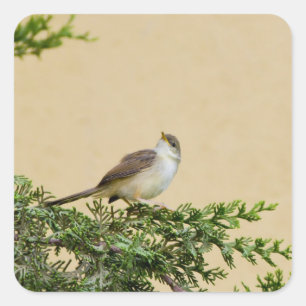 Adesivo Quadrado Cartão-postal Sparrow