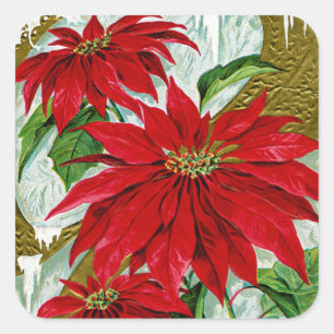 Adesivo Quadrado Cartões de natal Pointsettia