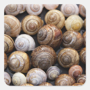 Adesivo Quadrado Cartuchos de caracol