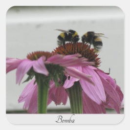 Adesivo Quadrado casal de espécimes do gênero Bombus spp. em conefl
