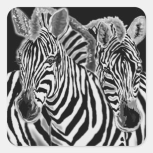Adesivo Quadrado Casal Zebra Sticker