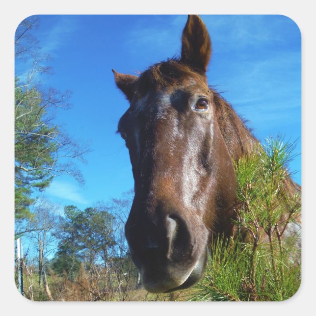 Adesivo Quadrado Castanho e Creme Corante Canto Azul (Frente)