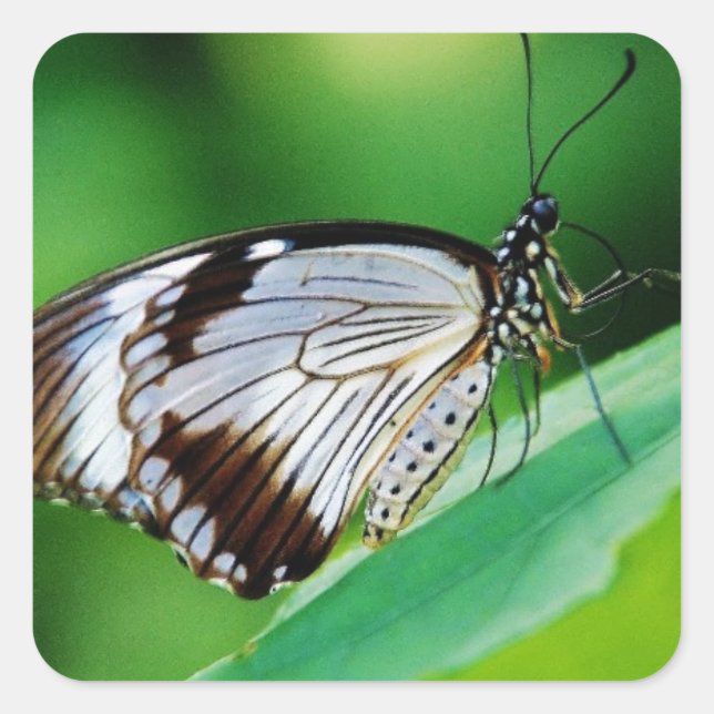 Adesivo Quadrado Castanho escuro e borboleta Cinza (Frente)