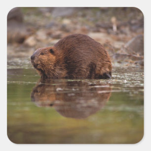 Adesivo Quadrado castor, Castor canadensis, vai nadar