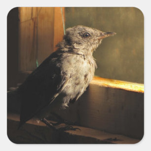 Adesivo Quadrado Catbird do bebê