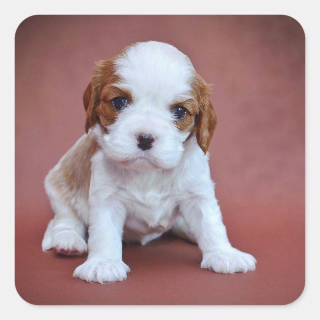 Adesivo Quadrado Cavalier King Charles Spaniel (Frente)