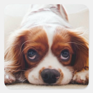Adesivo Quadrado Cavalier King Charles Spaniel