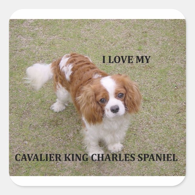 Adesivo Quadrado Cavalier-king-charles-spaniel blenheim ama w pic. (Frente)