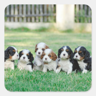 Adesivo Quadrado Cavalier King Charles Spaniel filhotes