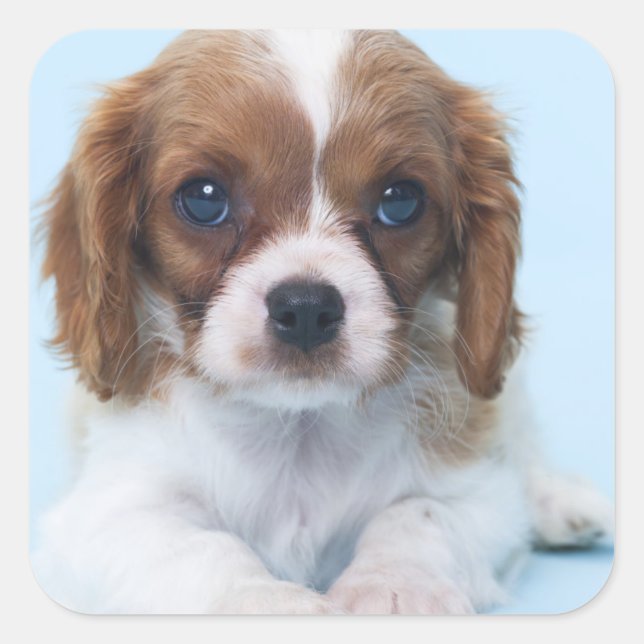Adesivo Quadrado Cavalier King Charles Spaniel Puppy (Frente)