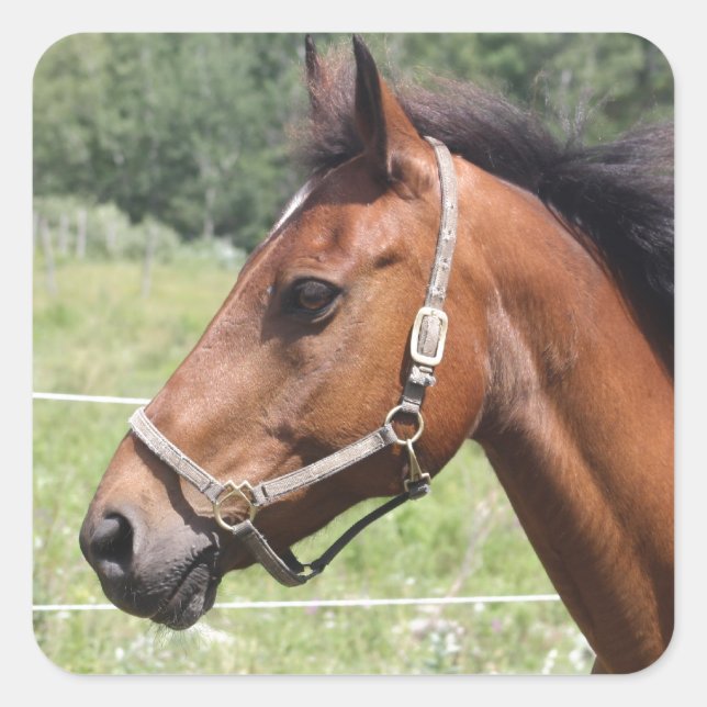 Adesivo Quadrado Cavalo (Frente)