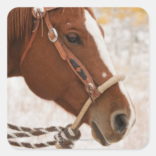 Adesivo Quadrado Cavalo