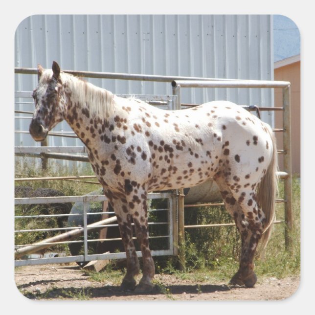 Adesivo Quadrado Cavalo Appaloosa, castanho (Frente)