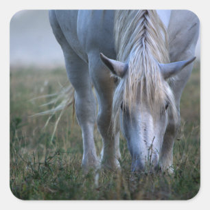 Adesivo Quadrado Cavalo Branco