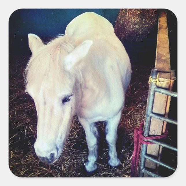 Adesivo Quadrado Cavalo branco (Frente)