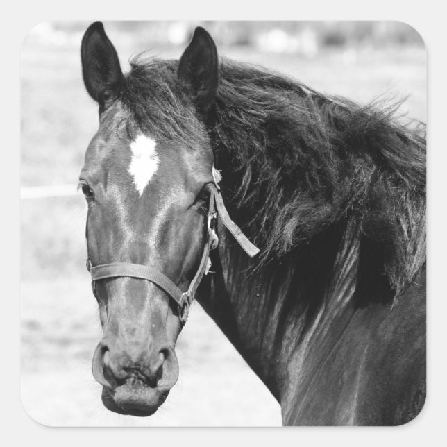 Adesivo Quadrado Cavalo Branco Negro (Frente)