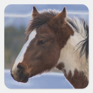 Adesivo Quadrado Cavalo com três cores