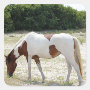 Adesivo Quadrado Cavalo da ilha de Assateague