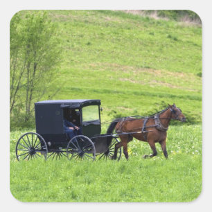 Adesivo Quadrado Cavalo de Amish e Berlim próxima com erros, Ohio.