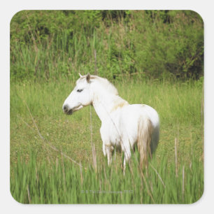 Adesivo Quadrado Cavalo de Camargue no Alpes Cote d'Azur do