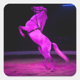 Adesivo Quadrado Cavalo de Circo Rosa