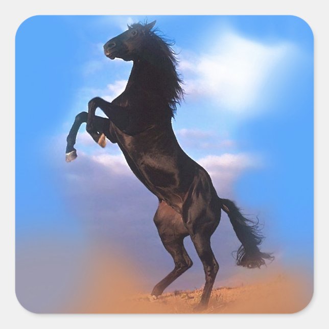 Adesivo Quadrado Cavalo de Criação (Frente)