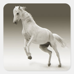 Adesivo Quadrado Cavalo de égua branca equestre