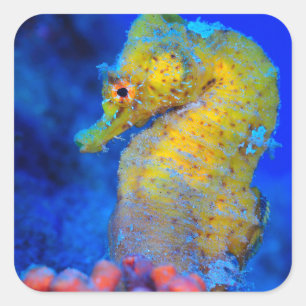 Adesivo Quadrado Cavalo-de-Mar Brilhante Hippocampus