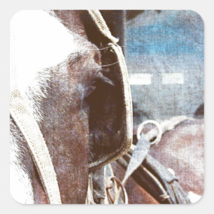 Adesivo Quadrado Cavalo do carrinho de Amish do Pinto