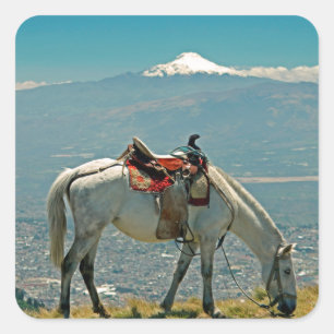Adesivo Quadrado Cavalo e vulcão, Quito, Equador