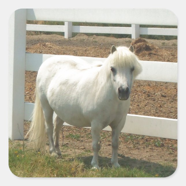 Adesivo Quadrado Cavalo Miniatura Branco (Frente)
