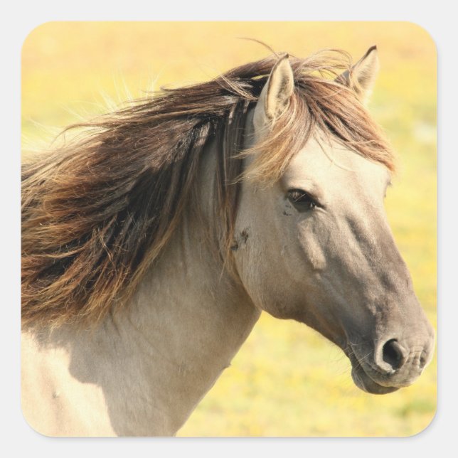 Adesivo Quadrado Cavalo na natureza (Frente)