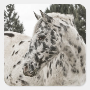 Adesivo Quadrado Cavalo preto e branco bonito do Appaloosa